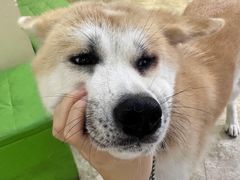 -美联众合动物医院·24h转诊中心