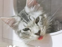 -70cat德文卷毛猫·缅因猫纯种猫舍