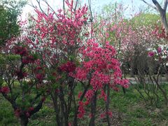 -南汇桃花村