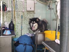 -瑞派动物医院·绝育·犬猫全科·预防医学(光景江南中店)