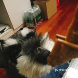 日常馋狗子系列