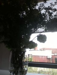 花艺-Y+瑜伽会所