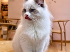 -猫咪派对(江南西店)