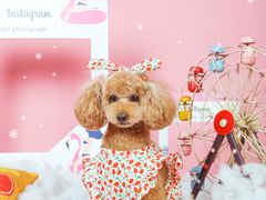 -超宠爱宠物摄影-Super pet