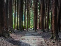 -武陵山森林公园