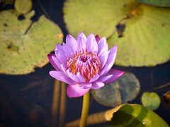 -中国科学院华南植物园