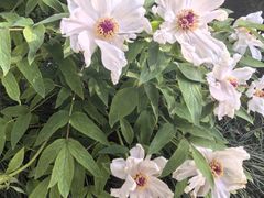 -狼山风景名胜区