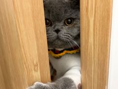 -猫大福·Fortune Cat猫舍(百子湾店)