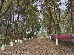 -铁山坪森林公园