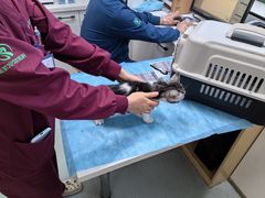-瑞派·关忠动物医院·猫专科·犬专科(三环新城店)