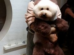 android_upload_pic-唐小姐の猫狗洗护·购宠旗舰店(周浦万达店)