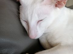 -飞行喵MR PILOT|猫舍·猫咖(静安大融城店)