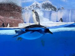 -海合安成都极地海洋公园