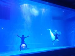 -芜湖新华联大白鲸海洋公园