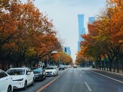-三里屯东五街银杏大道