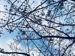 -高东镇樱花园