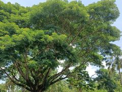 -中国科学院西双版纳热带植物园