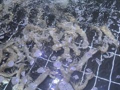 -聚盛源蒸汽海鲜火锅烤肉自助(巨川金海岸购物广场店)