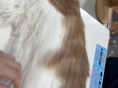 -喵的天空名猫咖啡馆·撸猫·猫舍·用品