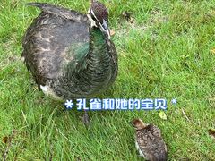 -上海野生动物园