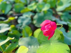 -朝阳公园