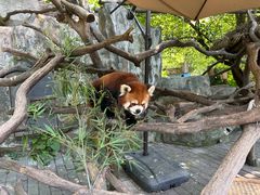 -常州淹城野生动物世界