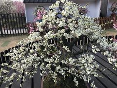 -香雪海