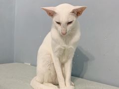 -喵的天空名猫咖啡馆·撸猫·猫舍·用品