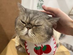 -楼上猫咖(罗湖店)