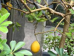-恬阿姨庭院餐厅·生日宴