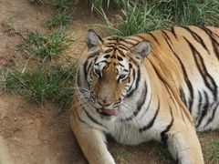 -西霞口神雕山野生动物世界