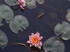-厦门园林博览苑
