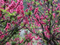 -南国桃园旅游度假区