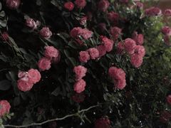 -秀丽东方