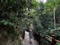 -西双版纳原始森林公园