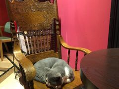 -猫色咖啡·猫咖
