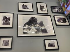 -猫抓烤肉(春熙路店)