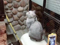 -猫咪博物馆(顶澳仔猫街店)