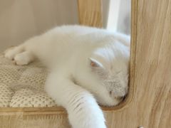 -More Fun猫咖 二十只万元加菲主题