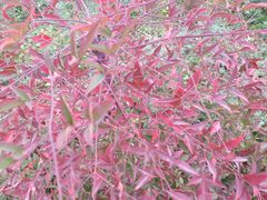 -白塘生态植物园