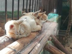 -昆明动物园
