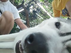 -TrueLove @ Neverland (Husky Cafe)