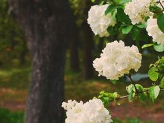 -上海共青森林公园