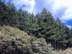 -塞罕坝国家级自然保护区