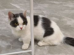 -猫力发电所·宠物专门店