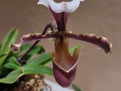 -北京植物园-展览温室