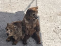 -哈尔滨北方森林动物园