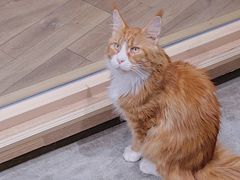 -瞄一喵猫咖(格力海岸店)