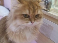 -爪爪喵星球·猫舍(前海卓越店)