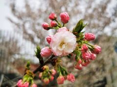 -顾村公园